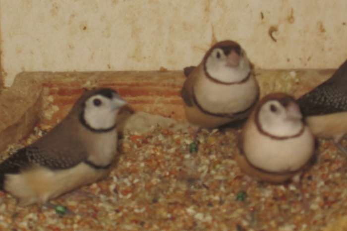 bichenow, diamantvink, binsen