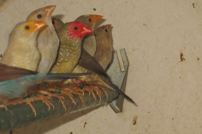 bichenow, diamantvink, binsen