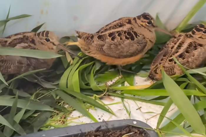 eurasian woodcock