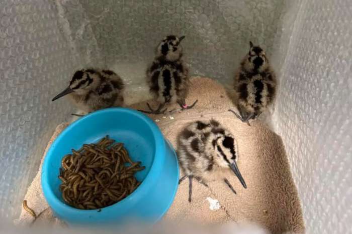 eurasian woodcock
