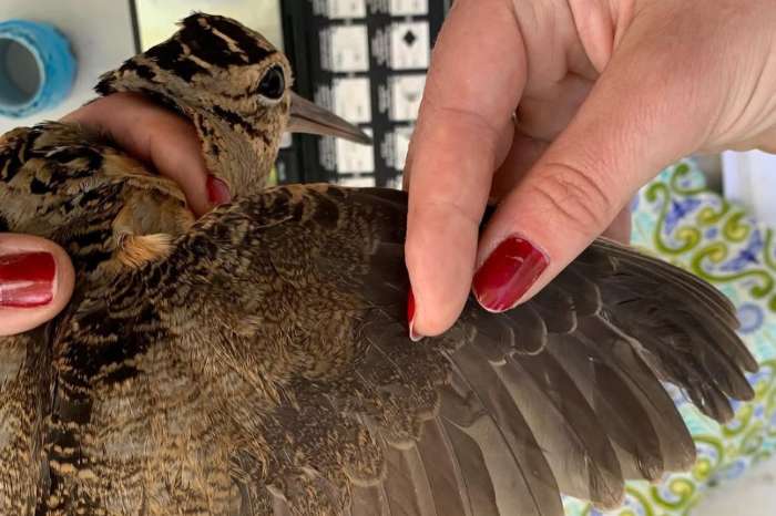 eurasian woodcock