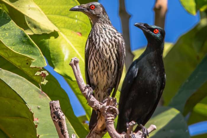aziatische glansspreeuwen (aplonis panayensis)