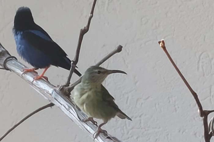 2 koppels roodpoothoningzuiger