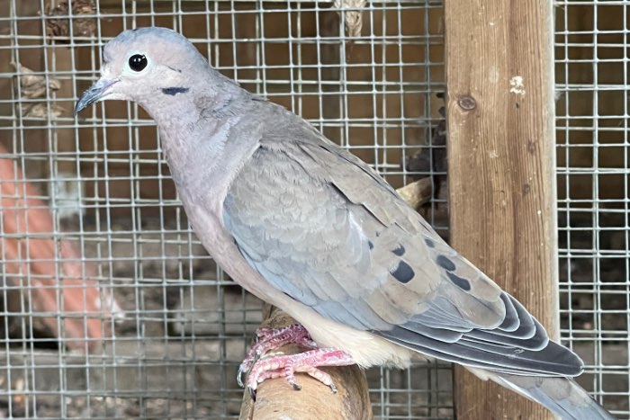 diverse duiven te koop