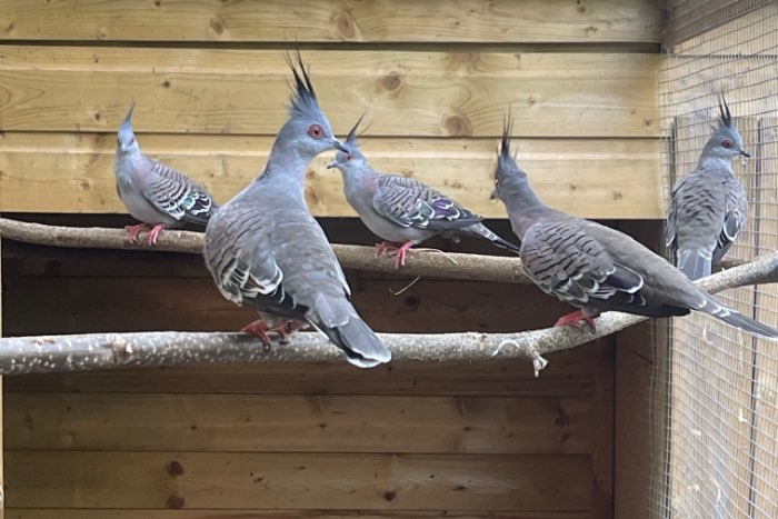 diverse duiven te koop