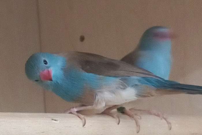blauwkop blauwfazantjes