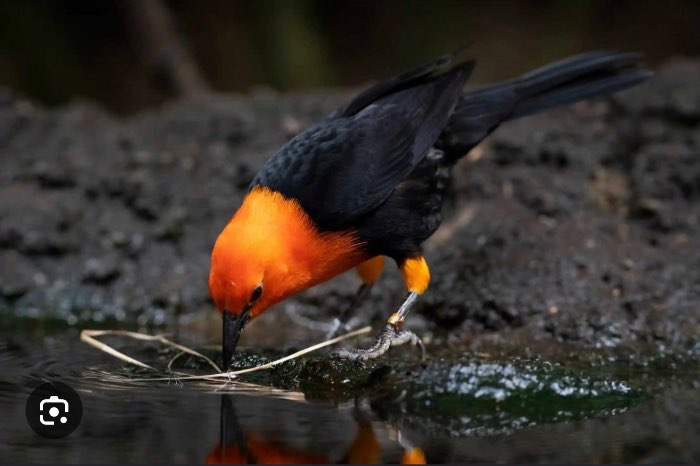 1-1 roodkoptroepiaal