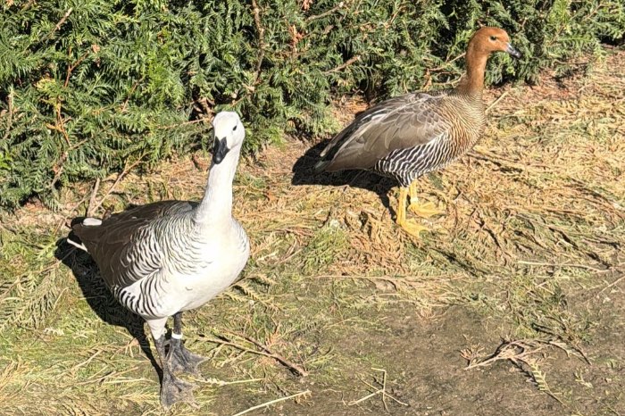2/4 grote magelaengans