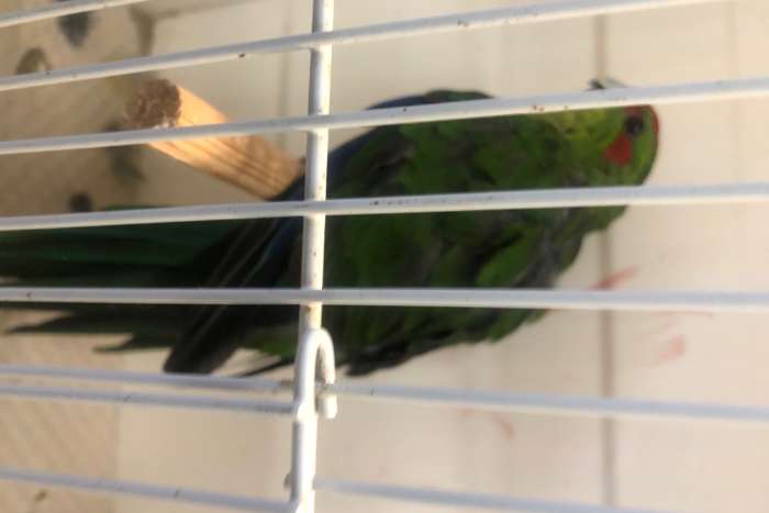 waarschijnlijk koppel kakariki blauw x groen