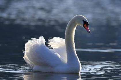 mute swan