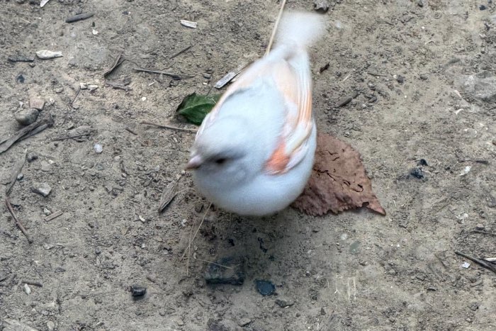 vogeltje met ring in omgeving noorbeek zuid limburg