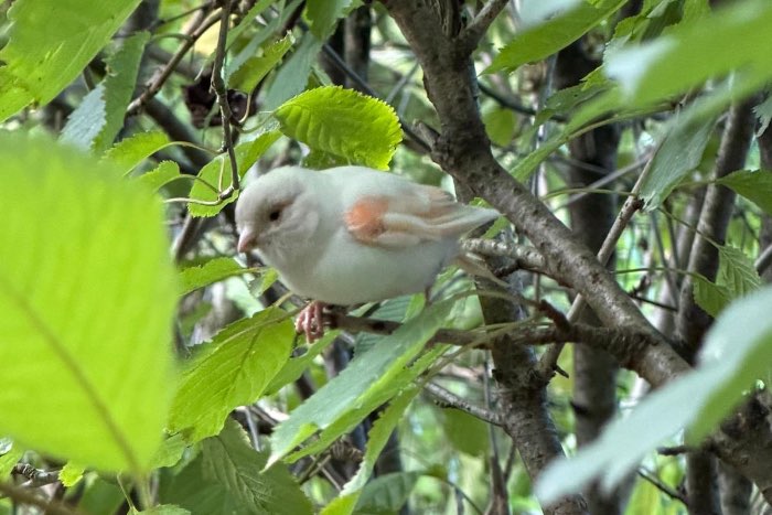 vogeltje met ring in omgeving noorbeek zuid limburg