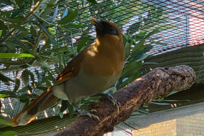 garrulax berthemyi