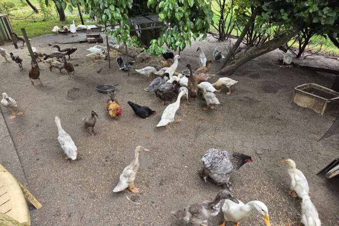 indische loopeenden