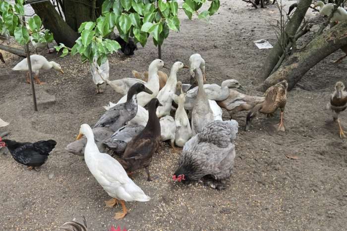 indische loopeenden