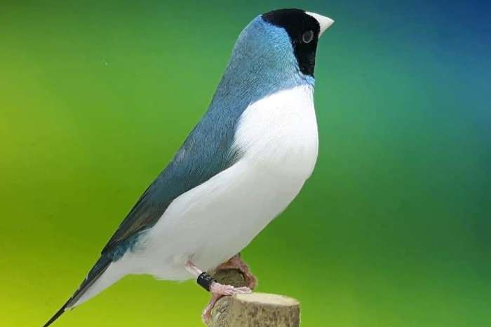 putte 2026 - gouldian finches