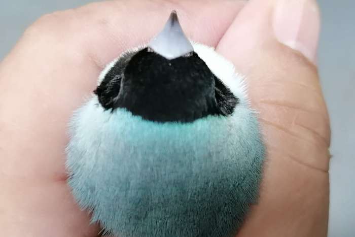 putte 2026 - gouldian finches