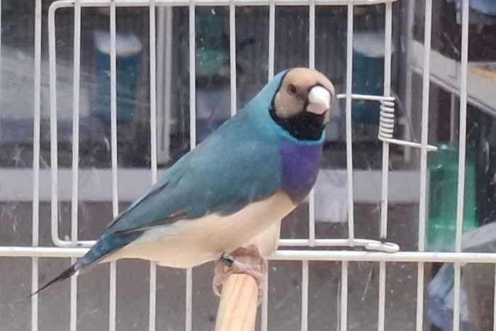 putte 2026 - gouldian finches