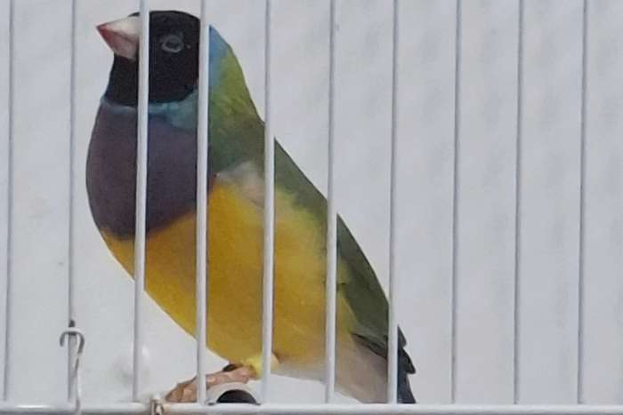 putte 2026 - gouldian finches