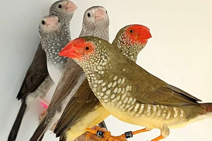 putte 2026 - blue star finches