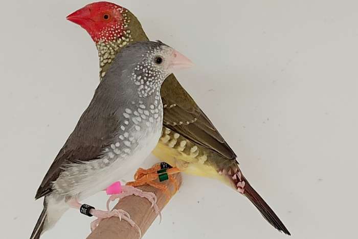 putte 2026 - blue star finches