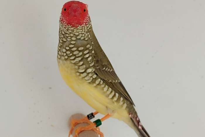 putte 2026 - blue star finches