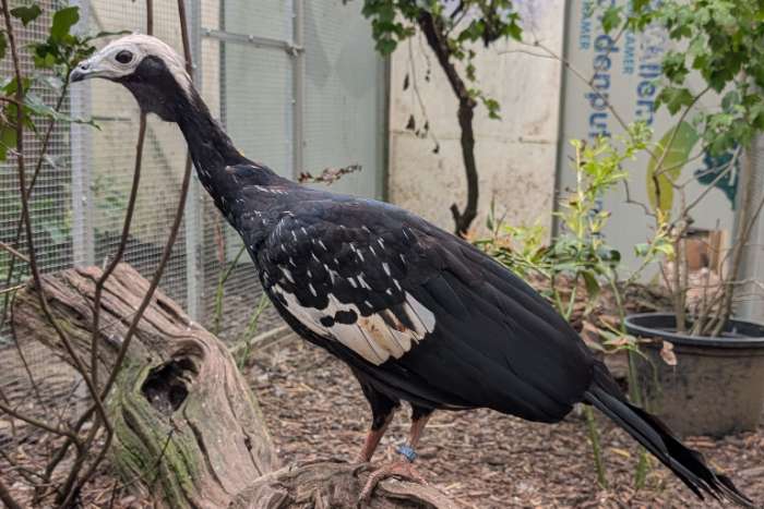 blauwkeel goean pipile cumanensis
