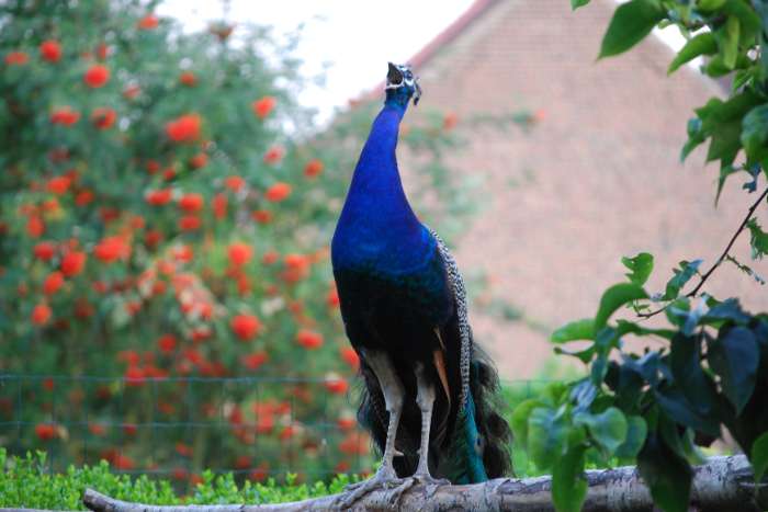 koppel blauwe pauwen