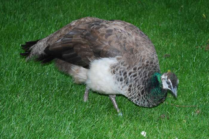 koppel blauwe pauwen