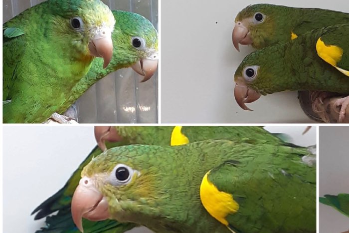 brotogeris