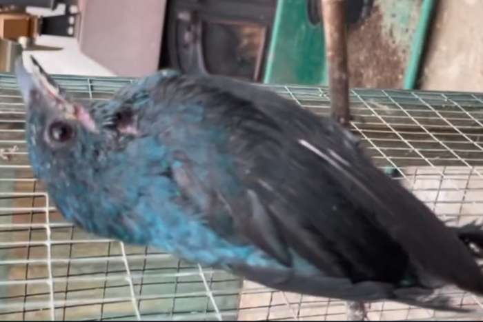 asian fairy-bluebird (irena puella).
