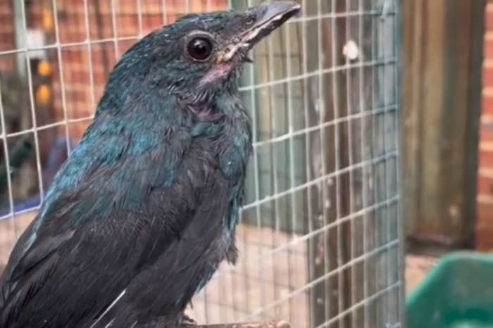 asian fairy-bluebird (irena puella).