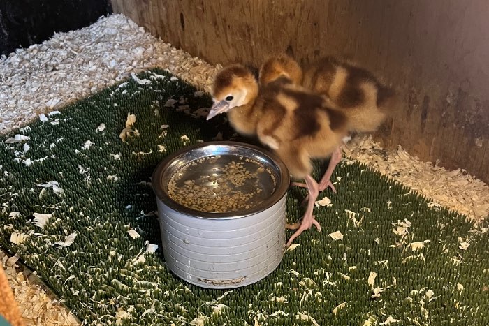 kuikens grijze kroonkraanvogel
