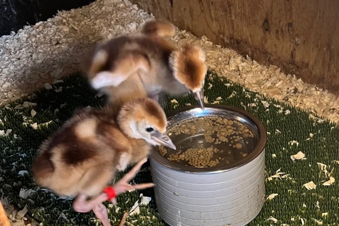 kuikens grijze kroonkraanvogel
