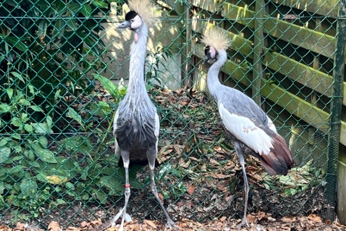 koppel grijze kroonkraanvogels