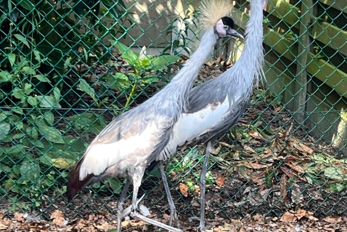 koppel grijze kroonkraanvogels