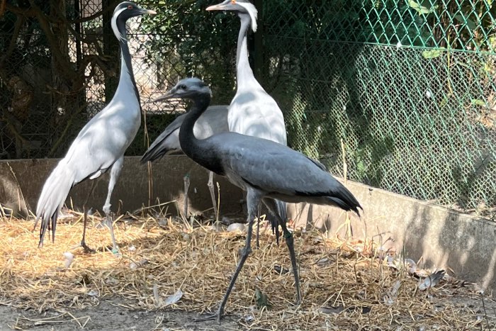 juffer kraanvogels