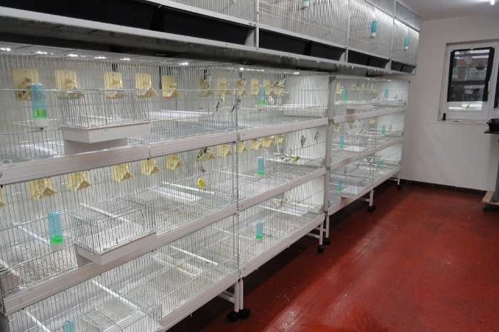 led installatie op maat voor uw vogelkooi(en)
