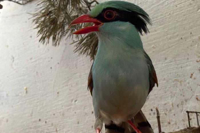 green magpie