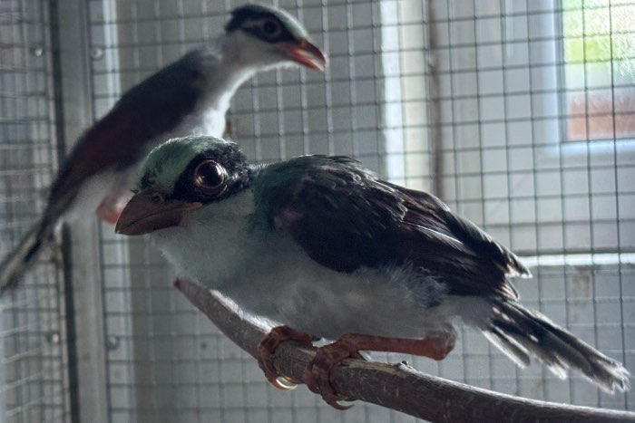 green magpie