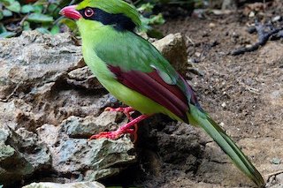 green magpie