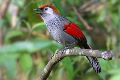 trochalopteron milnei - red tailed laughingthrush