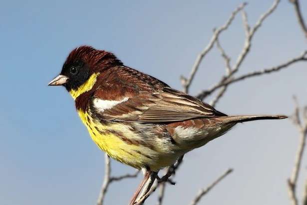 emberiza aureola ornata - yellow-breasted bunting