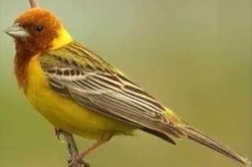 emberiza bruniceps - red-headed bunting
