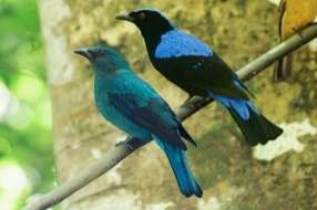 irena puella - asian fairy-bluebird