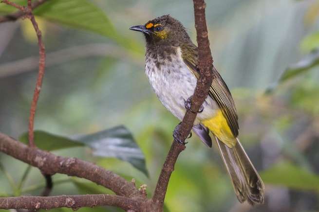 pycnonotus bimaculatus - orange-spotted bulbul