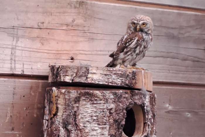 glaucidium perlatum