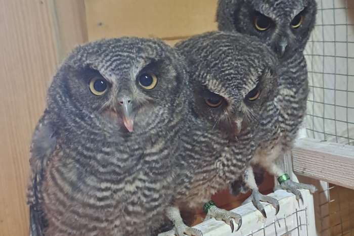 otus choliba