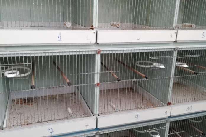 moet nu weg 16 kweekkooien aan mooie prijs
