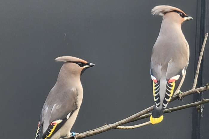 seidenschwanz pestvogel